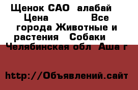 Щенок САО (алабай) › Цена ­ 10 000 - Все города Животные и растения » Собаки   . Челябинская обл.,Аша г.